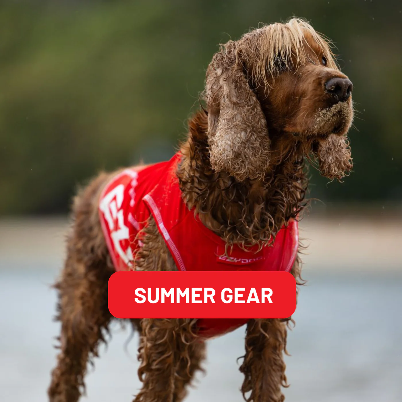 Adventure-Ready Gear for Every Dog